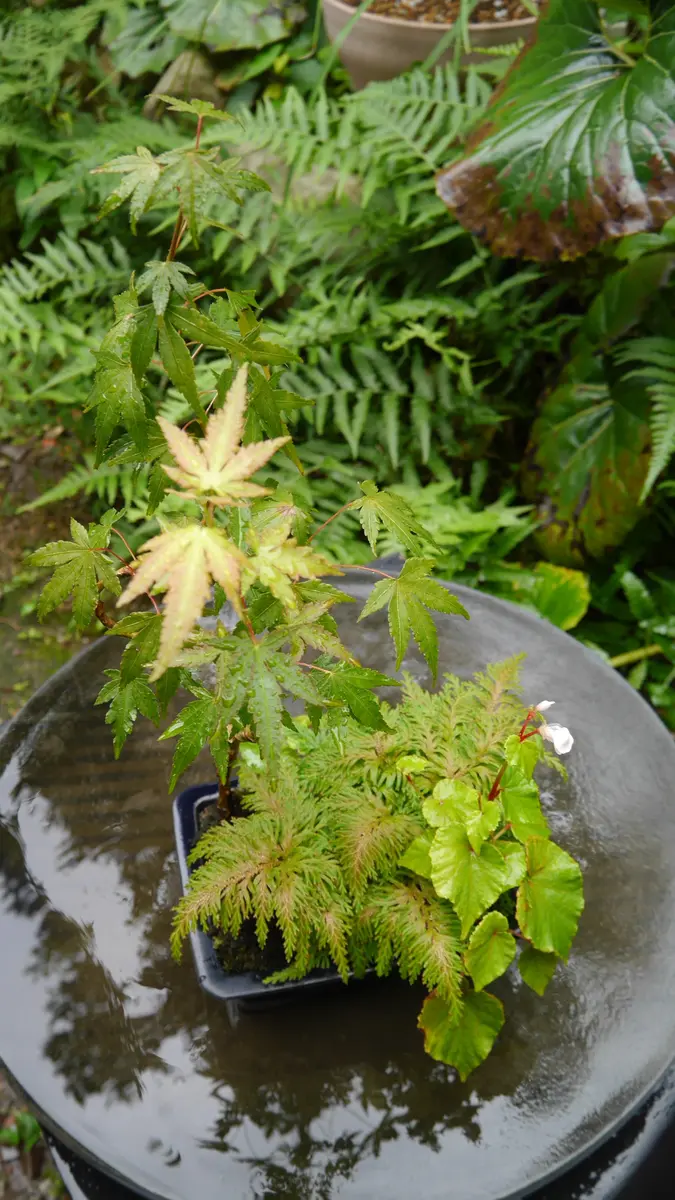 紅葉 (もみじ) 黄金シダ (コガネシダ)観葉植物 紅葉 (もみじ) 黄金シダ (コガネシダ)観葉植物