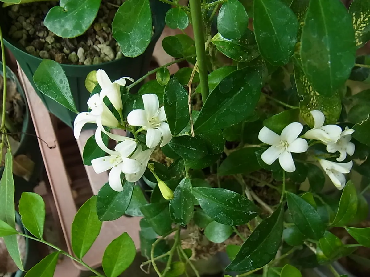 シルクジャスミンの花と種蒔きの発芽｜園芸日記byblanca7977｜みんなの
