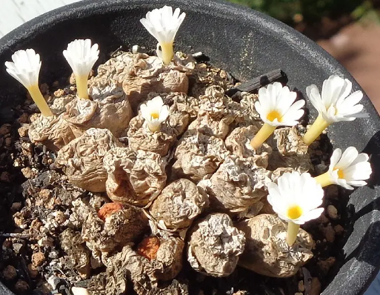 コノフィツム ヤンギー白花 多肉植物 メセン コノフィツム ヤンギー youngii - メルカリ