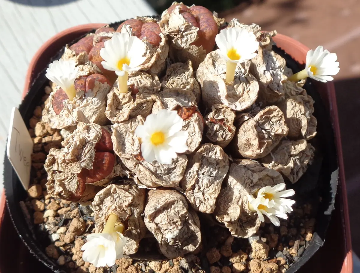 コノフィツムの白い花｜園芸日記byアバンギャルディ｜みんなの趣味の