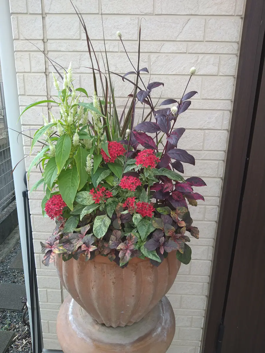 寄せ植え　花　∞月∞ページ 5株でも見応えあり！ 簡単寄せ植え#4 秋 | GardenStory (ガーデン