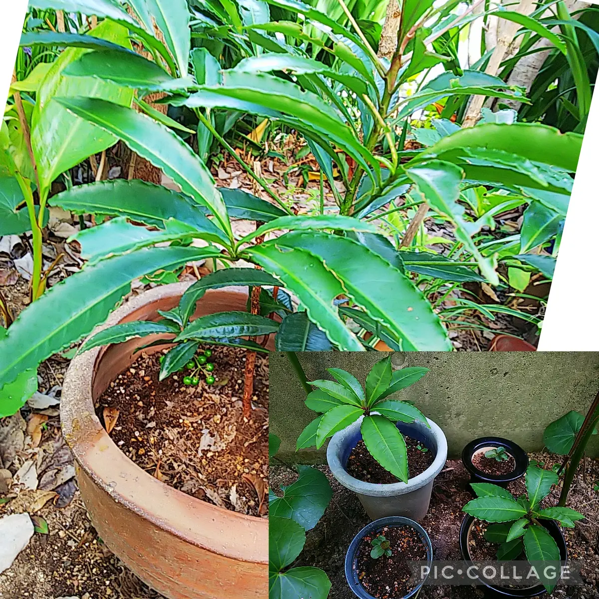 万両🌿若い芽から～親木｜園芸日記by神戸市 トキちゃん｜みんなの趣味