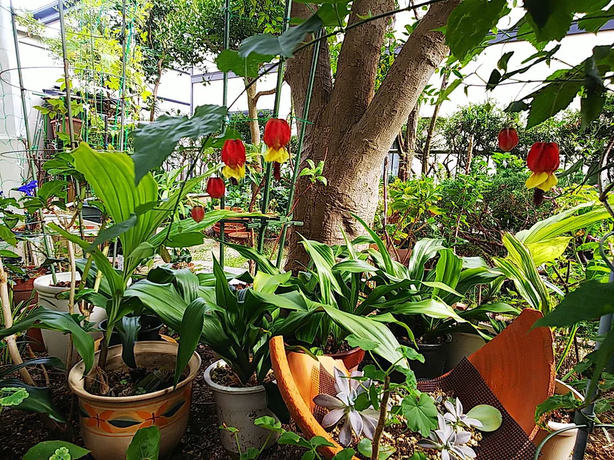 万両🌿若い芽から～親木｜園芸日記by神戸市 トキちゃん｜みんなの趣味