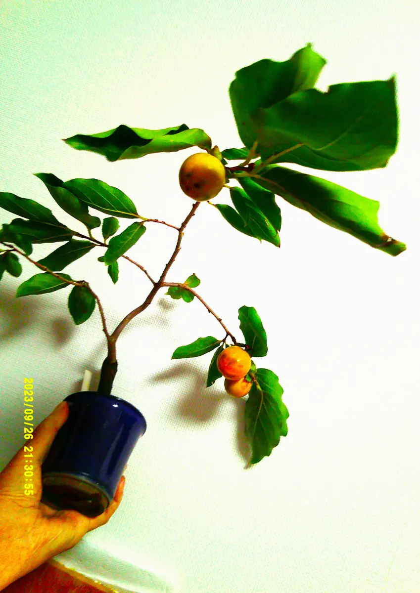 img_cache_d_1125813_1_16957344