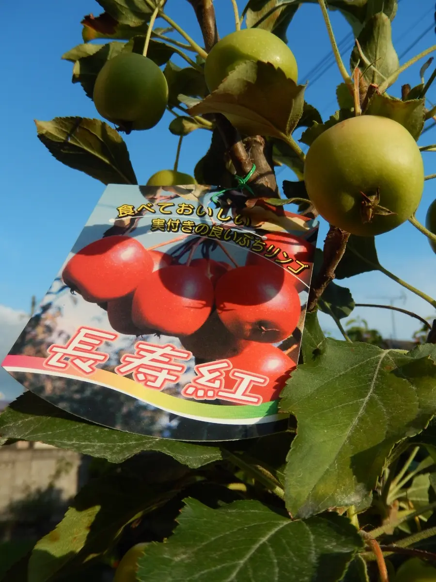長寿紅リンゴ苗木　実がついてます。 鉢まま 長寿紅リンゴ苗木 実がついてます。 鉢まま