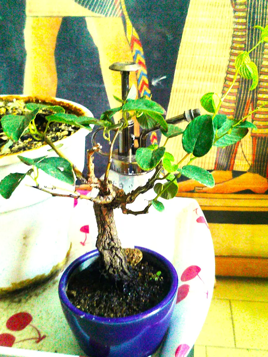 私どもの苦手な小盆栽『熊柳』｜園芸日記bymeika｜みんなの趣味の園芸