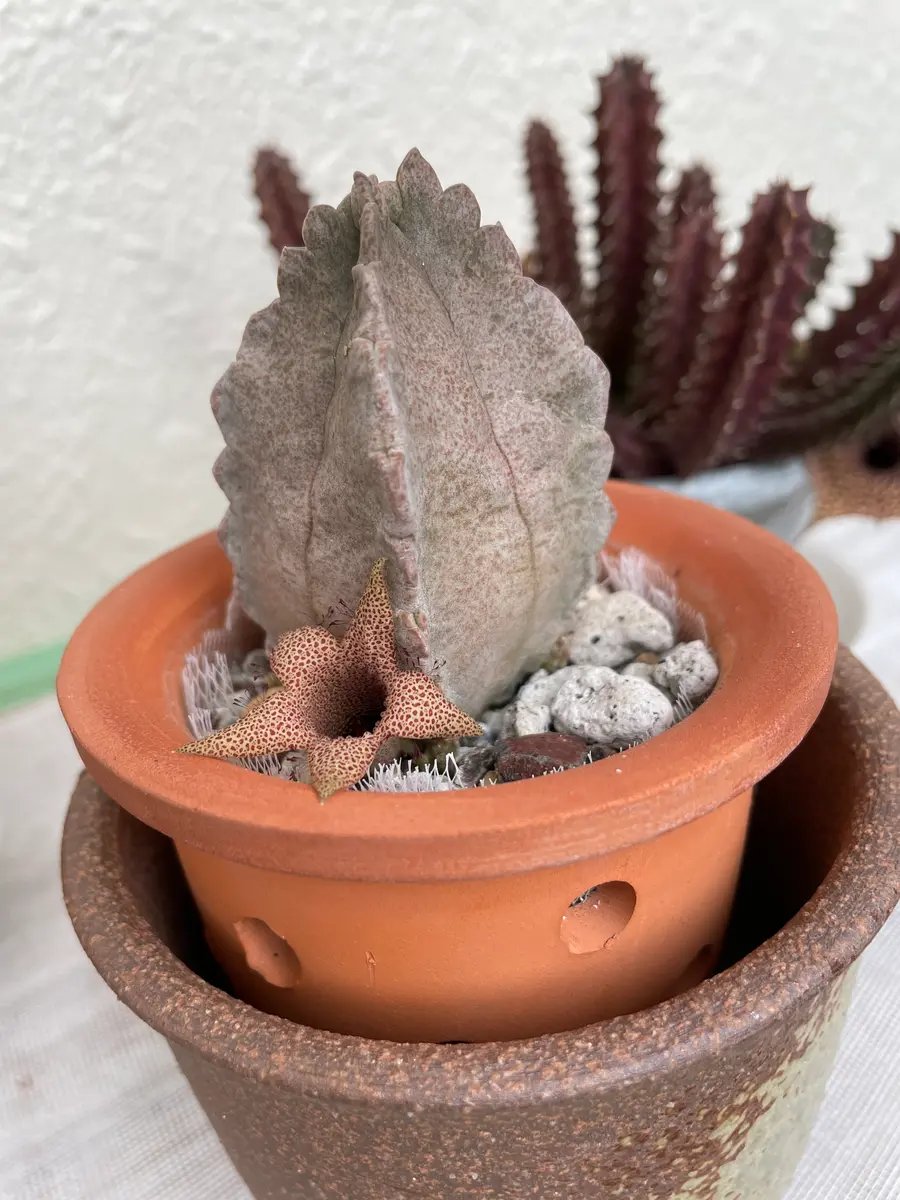 ホワイトスロアネア クラサ🌸｜園芸日記bynyaomomo｜みんなの趣味の