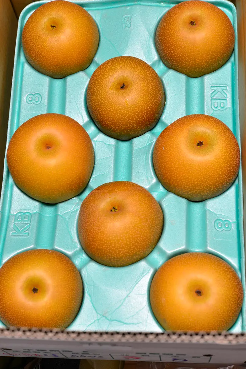 【専用】Sarga Orias Sal’s Corleone 挿木苗 イチジク 専用】Sarga Orias Sal's Corleone 挿木苗 イチジク NEW】「OLIFANT