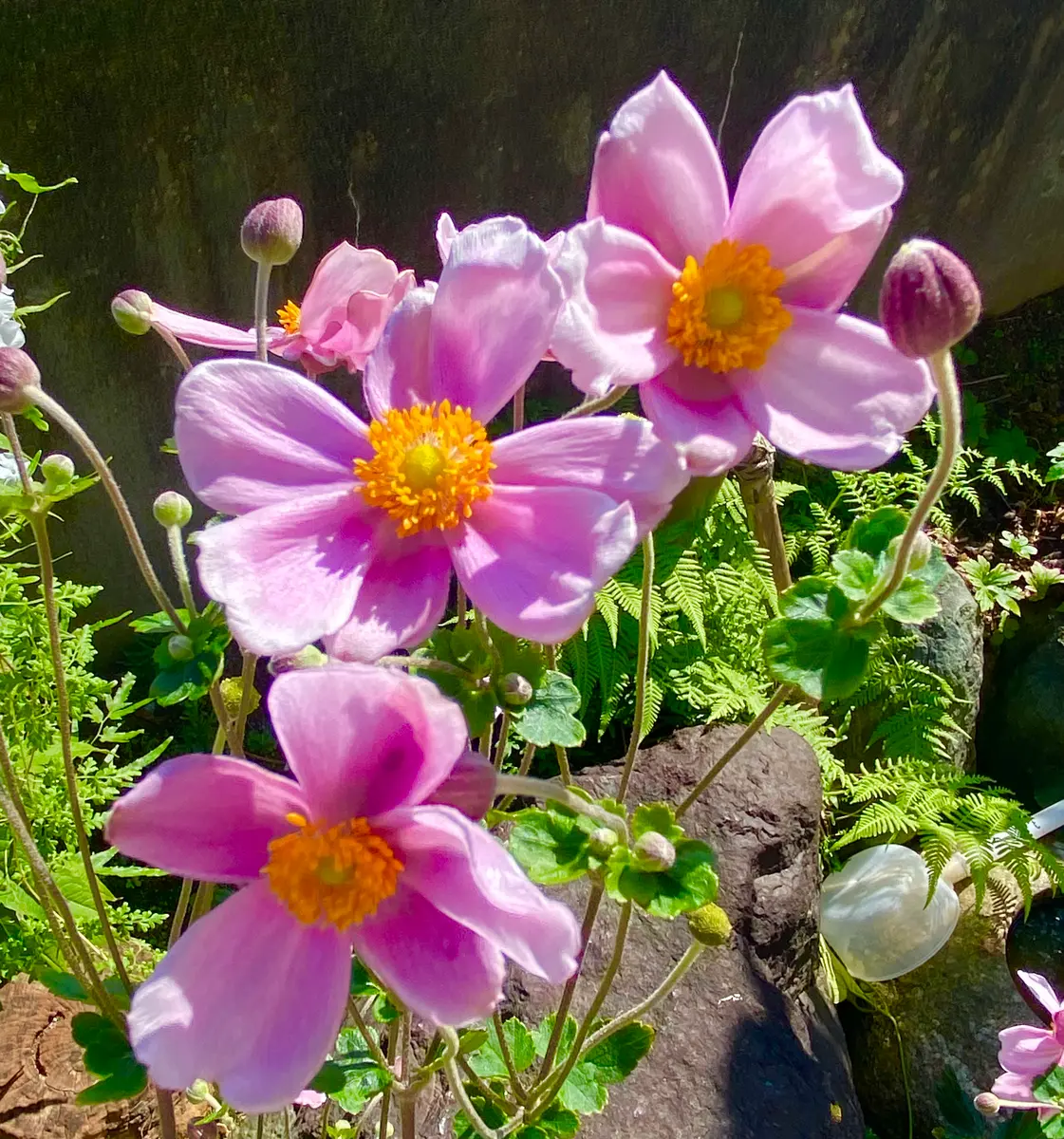 苦手な花」から「好きな花」へ😊|園芸日記byミャーママ 苦手な花」から「好きな花」へ😊|園芸日記byミャーママ