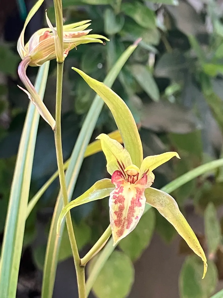 土佐寒蘭〔日光〕開花中 土佐寒蘭〔日光〕開花中 - メルカリ