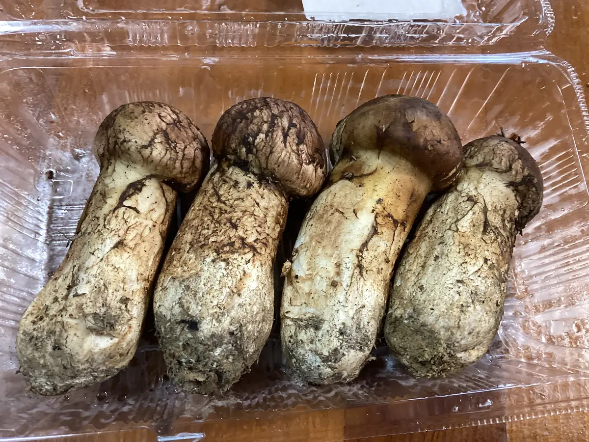 松茸を買いに｜園芸日記byフクロナデシコ｜みんなの趣味の園芸｜1127282