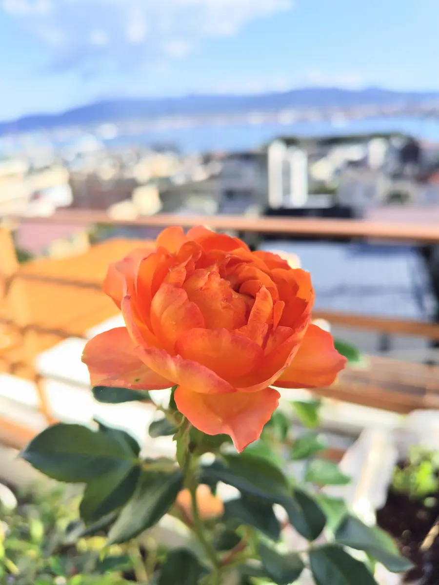 青空のオレンジ🧡の薔薇｜園芸日記byjictenko｜みんなの趣味の園芸
