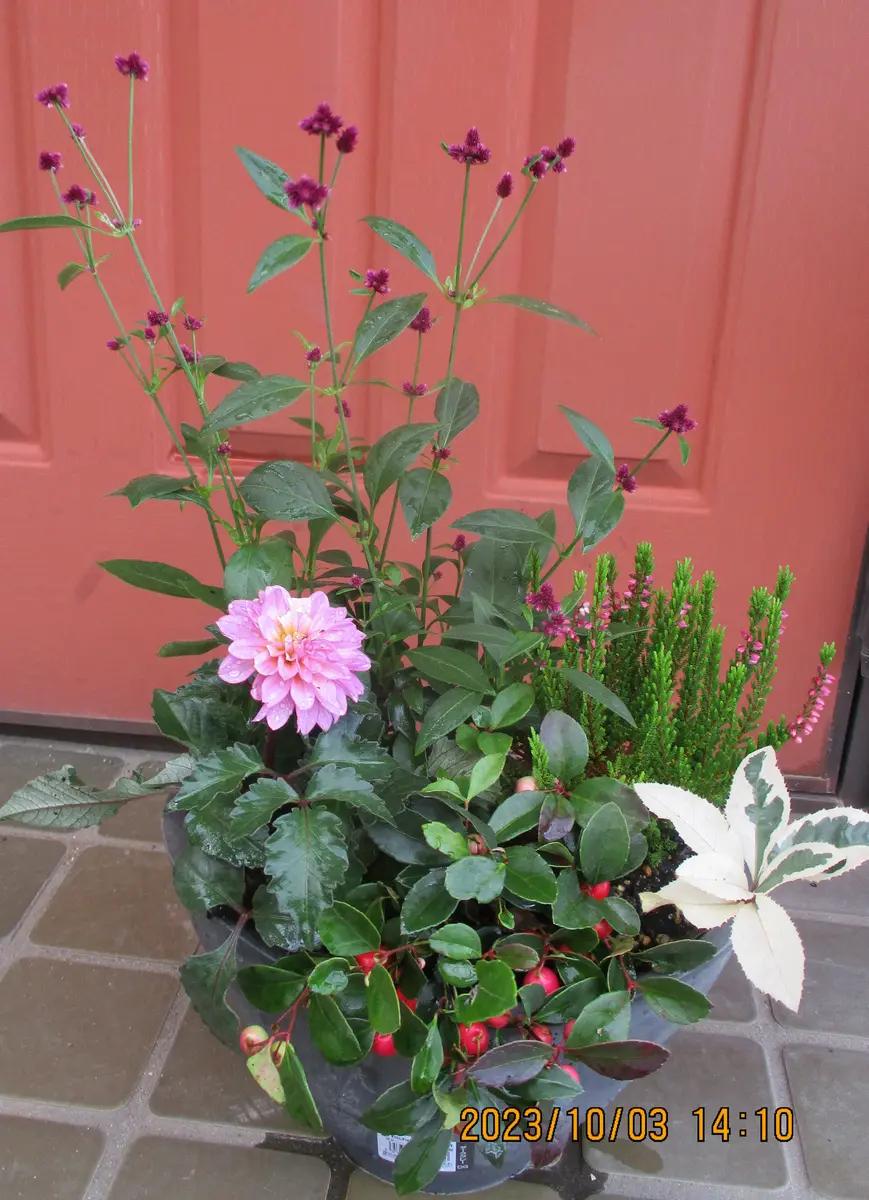 10/3寄せ植え、ユリ2種｜園芸日記byれんげチャン｜みんなの趣味の園芸