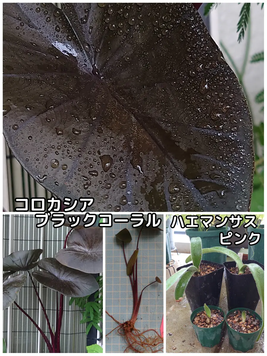 黒い葉っぱが綺麗✨｜園芸日記byぷぅ｜みんなの趣味の園芸｜1127927