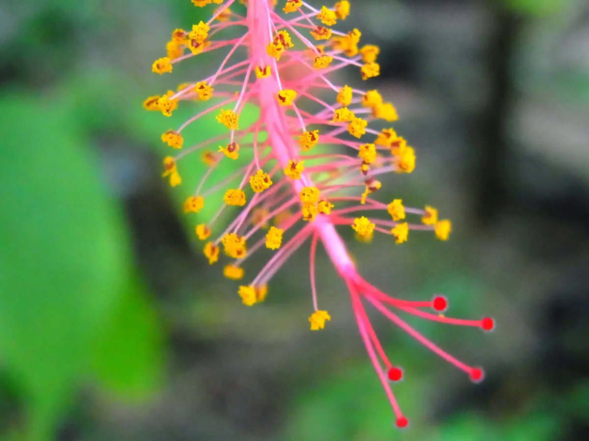 フウリンブッソウゲ｜園芸日記by京都府立植物園｜みんなの趣味の園芸