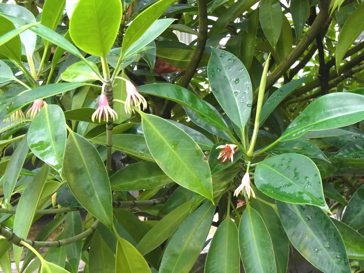 超希少 斑入りオヒルギ 【公式通販】