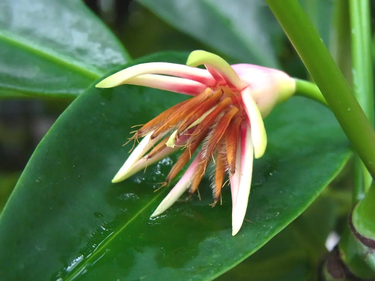 超希少　斑入りオヒルギ 超希少 斑入りオヒルギ 超希少 斑入りオヒルギ