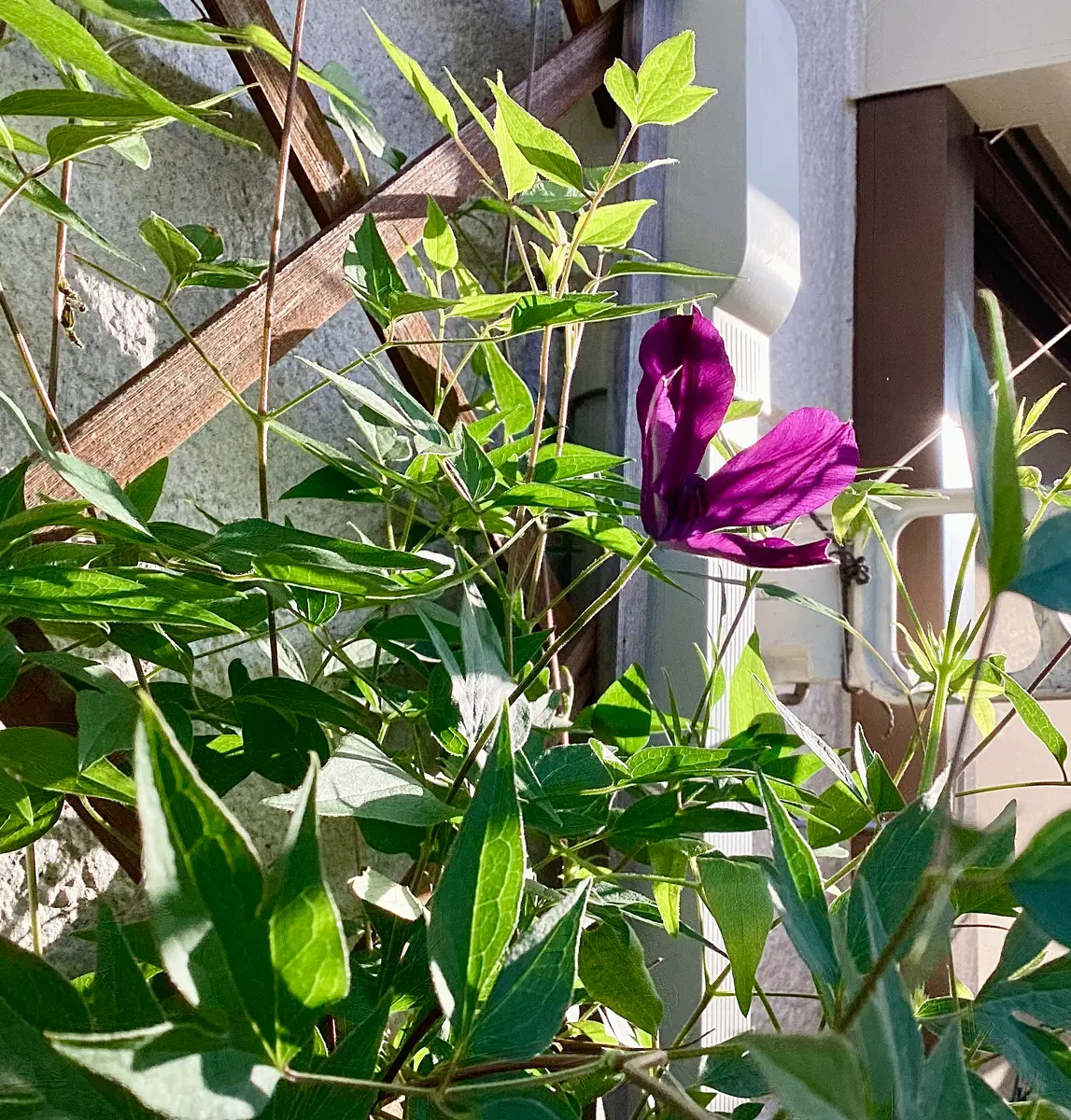 クレマチス・パルセット3番花、エレガフミナ4番花開花！ と秋の