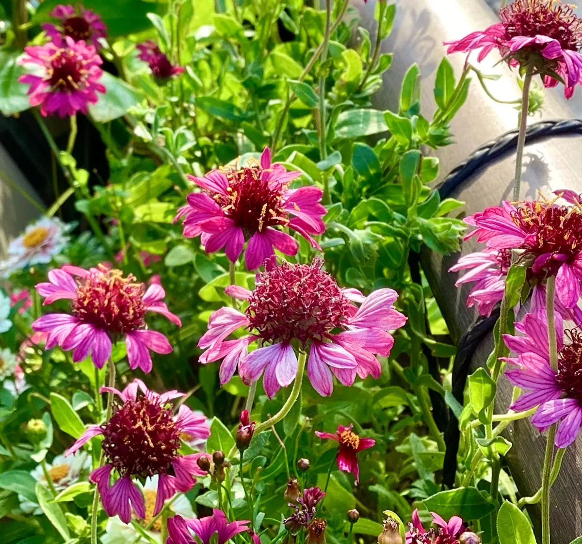 クレマチス・パルセット3番花、エレガフミナ4番花開花！ と秋の