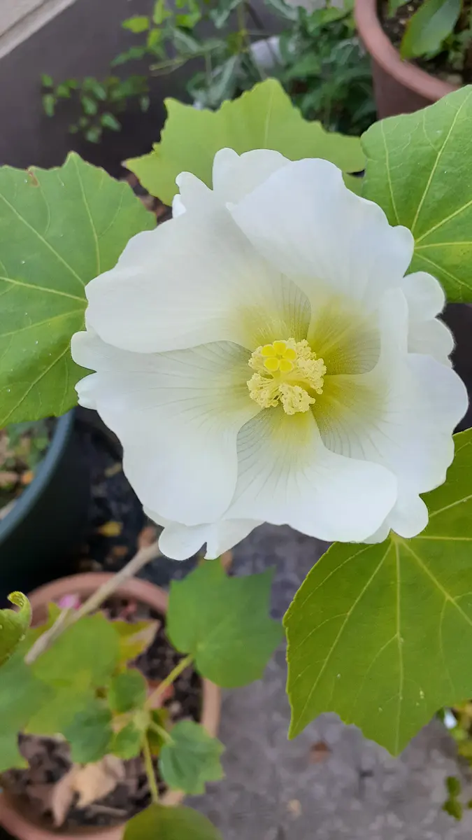 【特価】 ふよう ガーデニング 植木 ふよう （芙蓉 花 ガーデニング 植木 ガーデニング