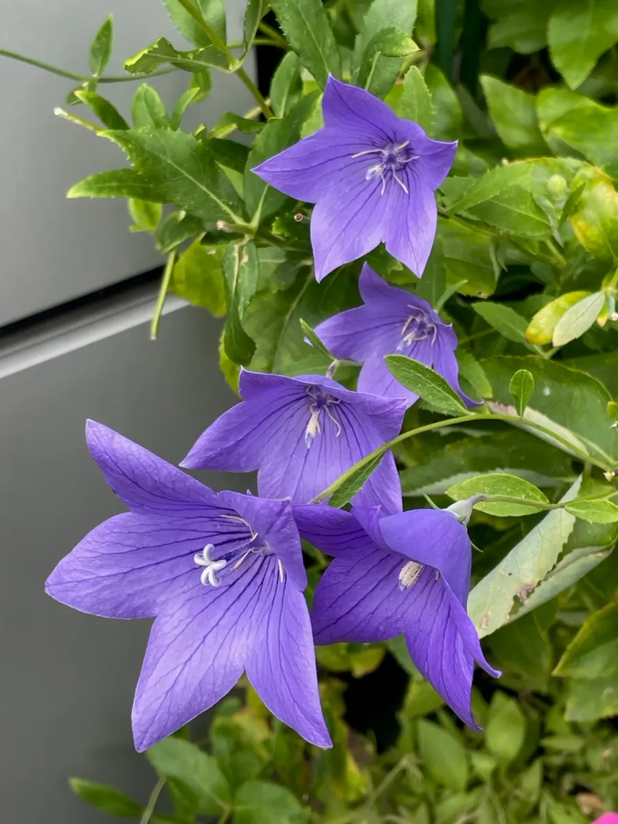 桔梗 クレマチス｜園芸日記byMemoryofHappyRose｜みんなの趣味の園芸