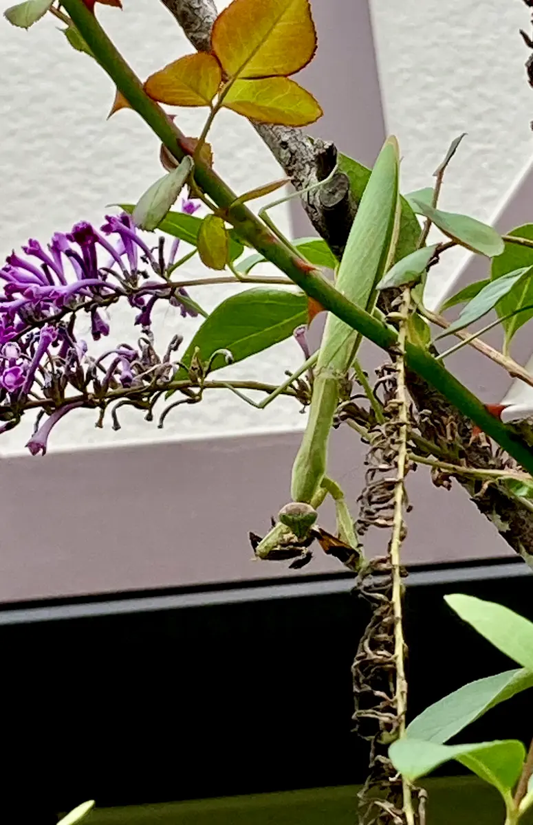 大株❣️ ジュエルオーキッド マコデスペトラ 斑入り 【公式通販】