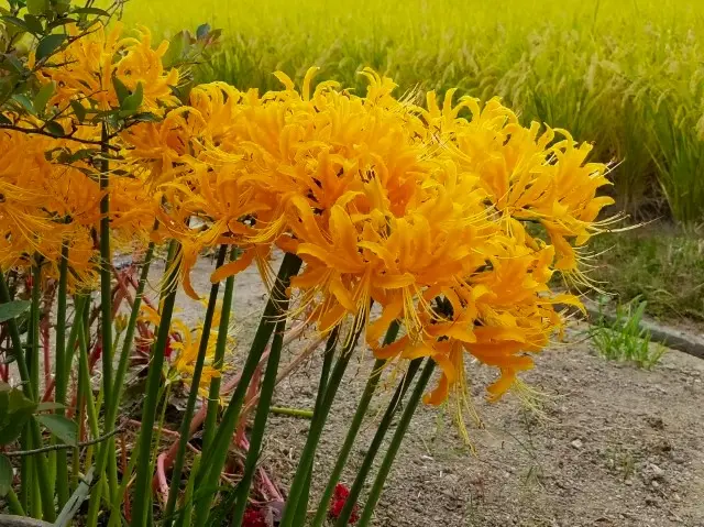 リコリス　オーレア　特大級2球 直径約6.5〜7.5 リコリス オーレア 特大級2球 直径約6.5〜7.5 リコリス オーレア 特大