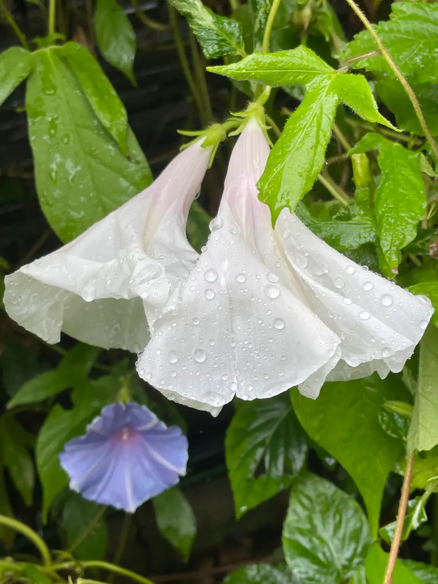 雨の日の朝顔｜園芸日記byMemoryofHappyRose｜みんなの趣味の園芸｜1129547