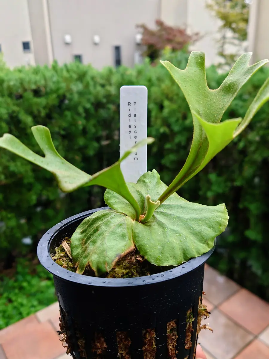 ビカクシダ・リドレイさん、いらっしゃい！！｜園芸日記byPlantskafka