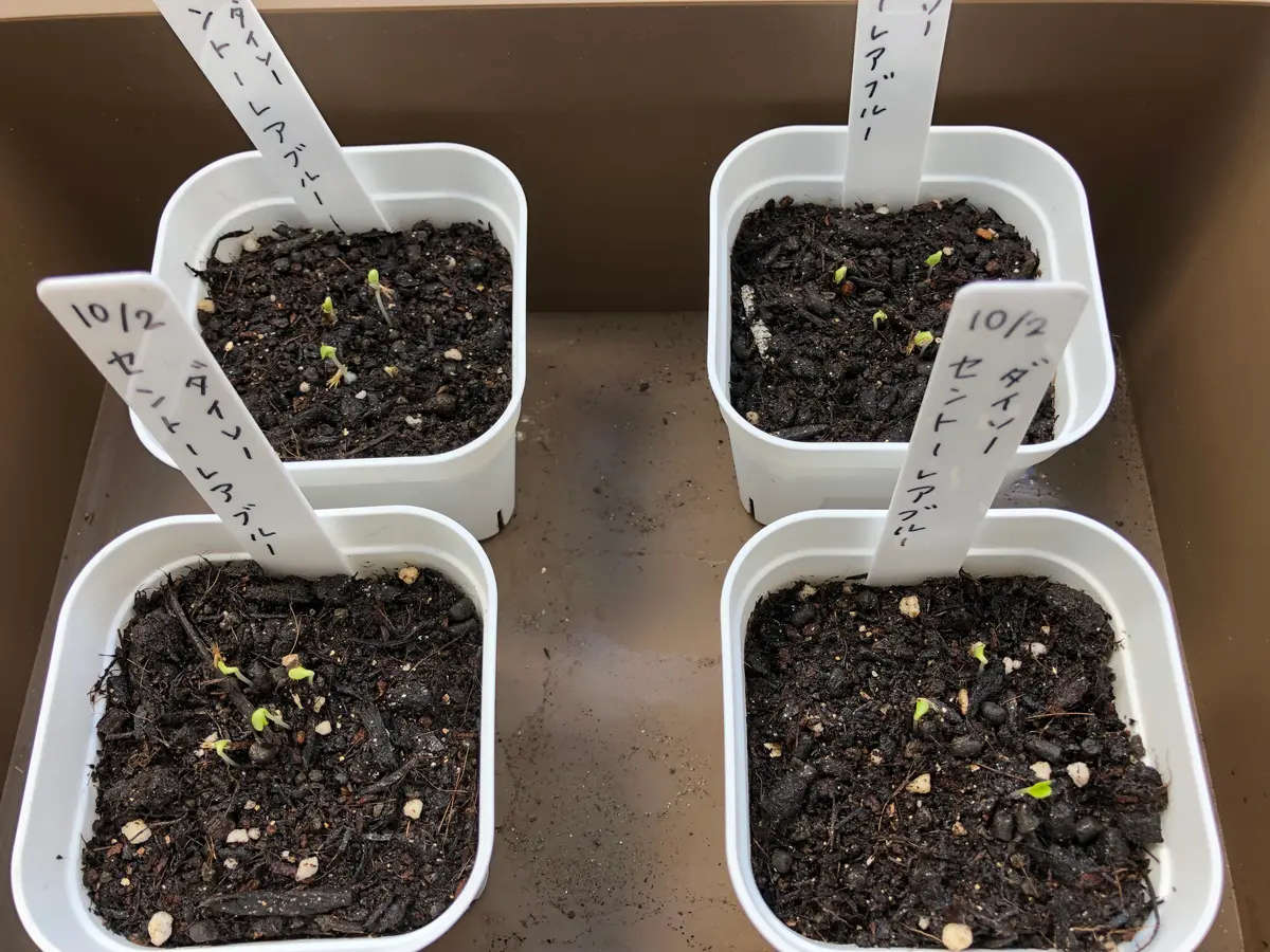 ヤグルマギクの発芽｜園芸日記byIchi2063｜みんなの趣味の園芸｜1129910