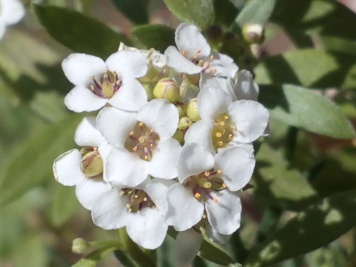 ロベリア💙アリッサム💗｜園芸日記byゆみ⭐︎ひまわり｜みんなの趣味の