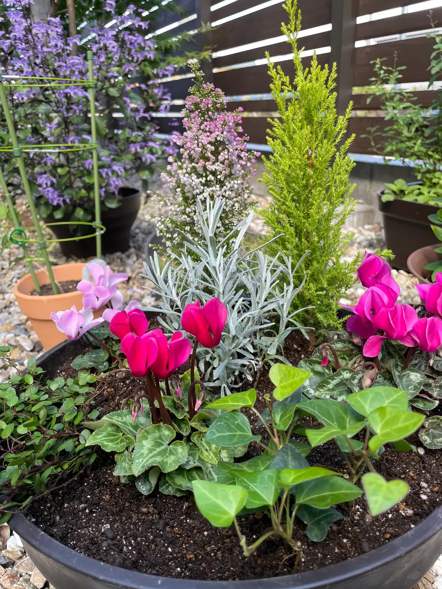 ガーデンシクラメン寄せ植え｜園芸日記byこうのすけ｜みんなの趣味の