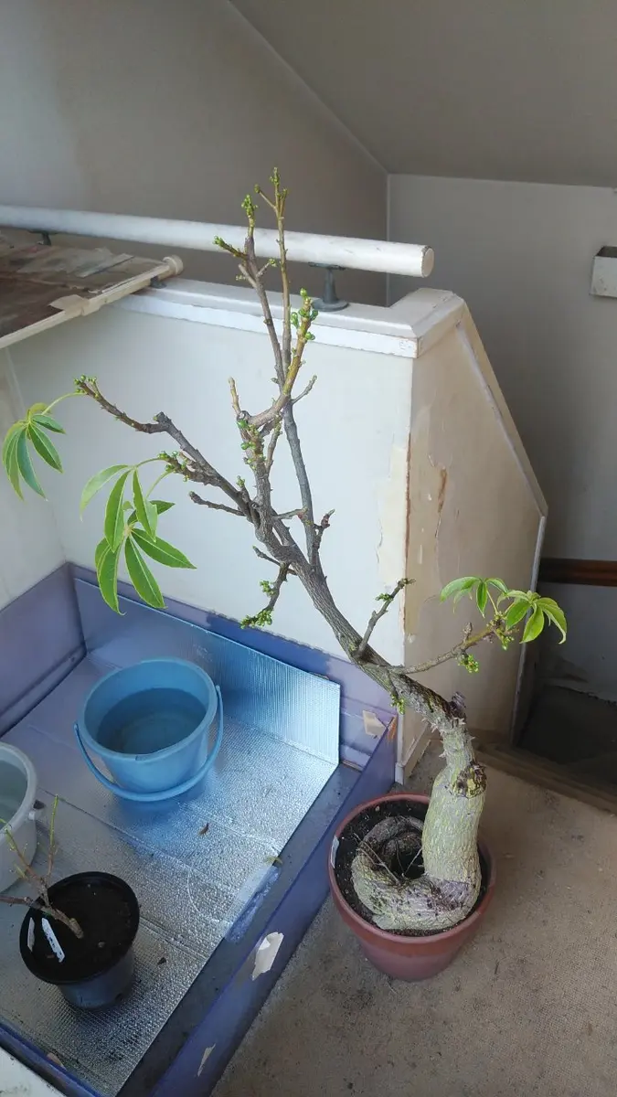 トツクリキワタ 観葉植物 盆栽向け❗️ トックリキワタ – LAND KNOT PLANTS