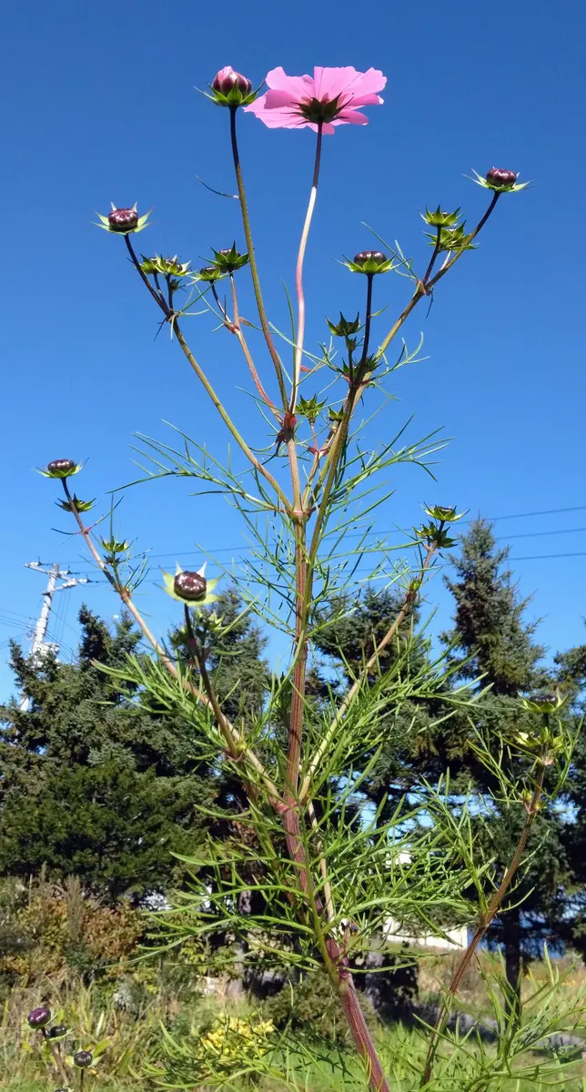 砂漠にコスモスは咲かない　ヨネヤマママコ earlymix.jpg