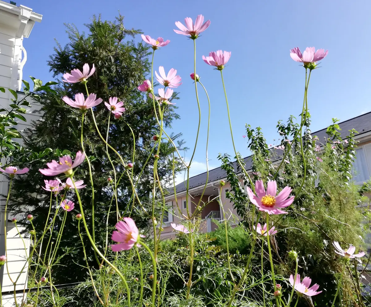 コスモス🌸さま様｜園芸日記byジャコウアゲハ｜みんなの趣味の園芸