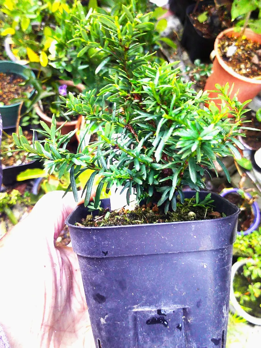 植木苗コメツガ 植木苗コメツガ コメツガ(米栂) 盆栽 コメツガ(米栂