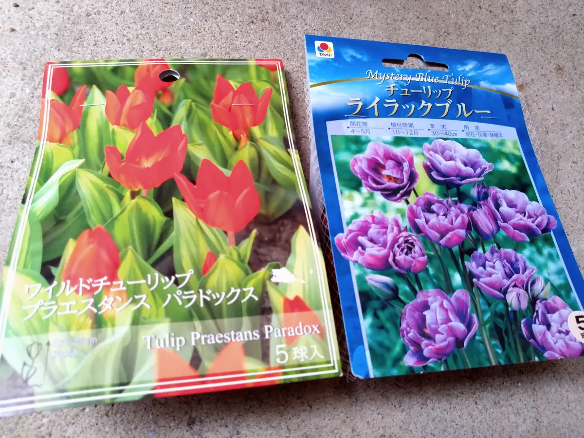 チューリップ買いに行った｜園芸日記byどんぐら～｜みんなの趣味の園芸