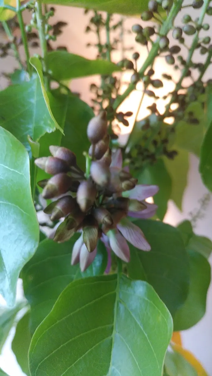 クロヨナ｜園芸日記byRYO2400｜みんなの趣味の園芸｜1131359