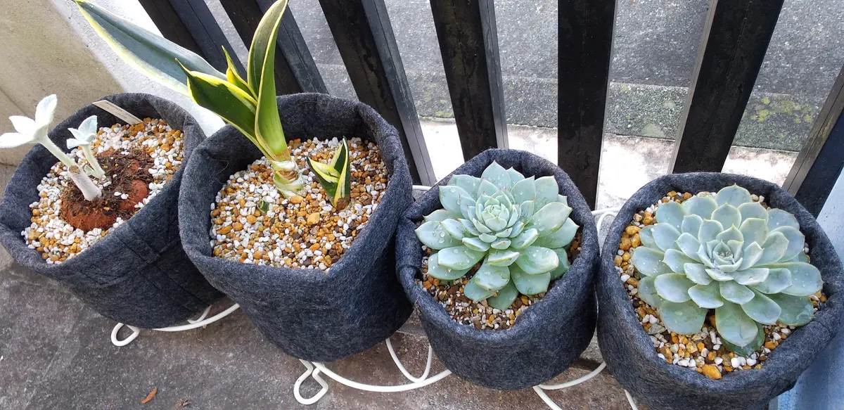 不織布の鉢｜園芸日記byJTKK｜みんなの趣味の園芸｜1131684