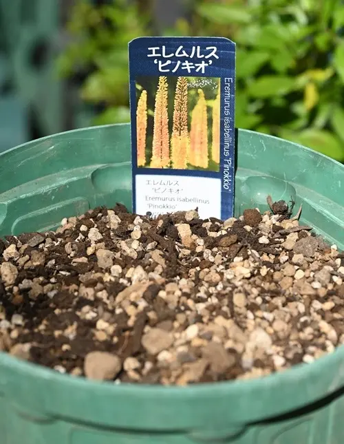 球根を植えました。｜園芸日記by有島 薫｜みんなの趣味の園芸