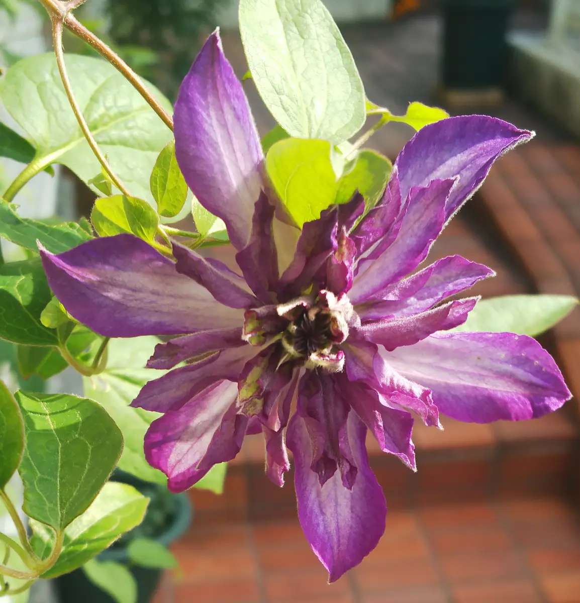 クレマチスアストラノヴァ〔写真1枚目〕-花花のんびりさんの日記