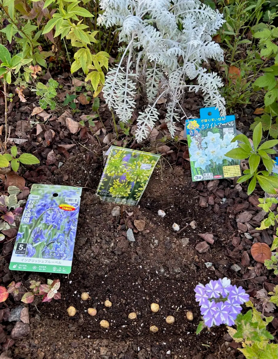 ラナンキュラスラックス テセウス キメラ 発芽苗 【ラナンキュラス