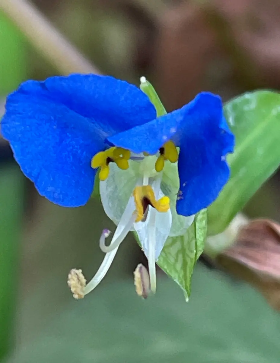 ツユクサ ツユクサ科の花3種｜園芸日記byP'sガーデン｜みんなの趣味の園芸
