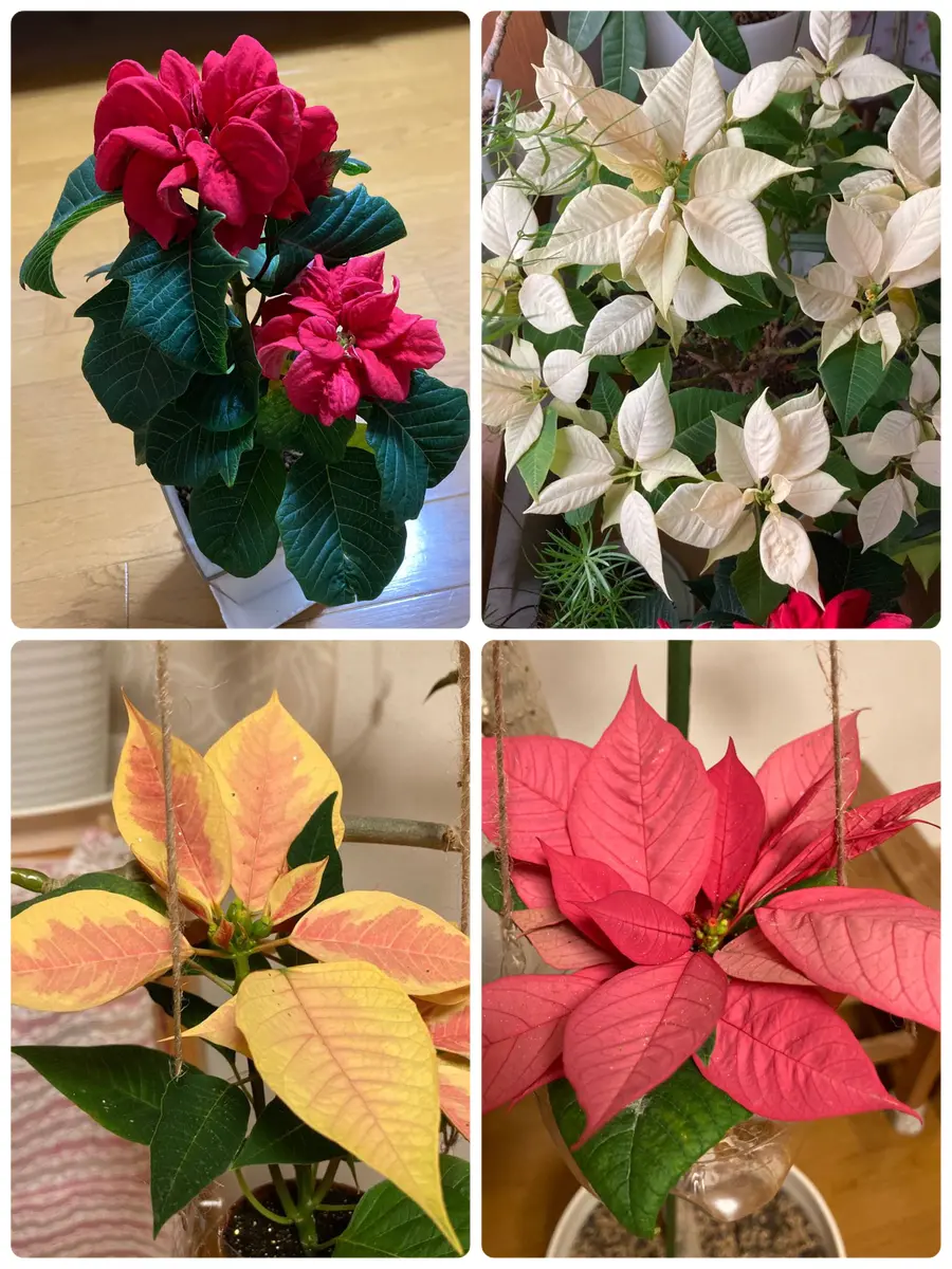 国華園オンラインショップ / 菊苗 小菊 盆栽菊セット 4種4株