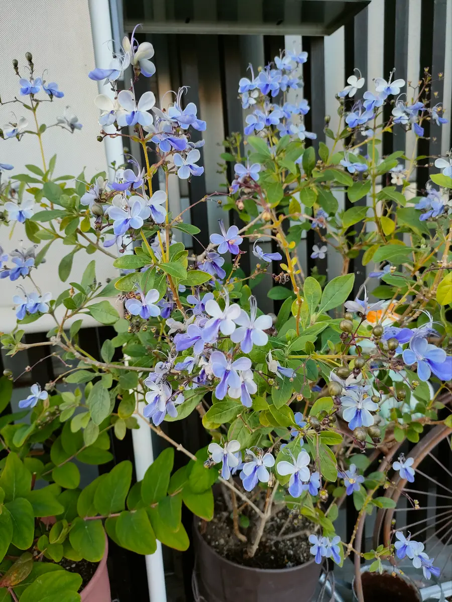 クレロデンドルムブルーウィング💙満開｜園芸日記byももぽん(旧