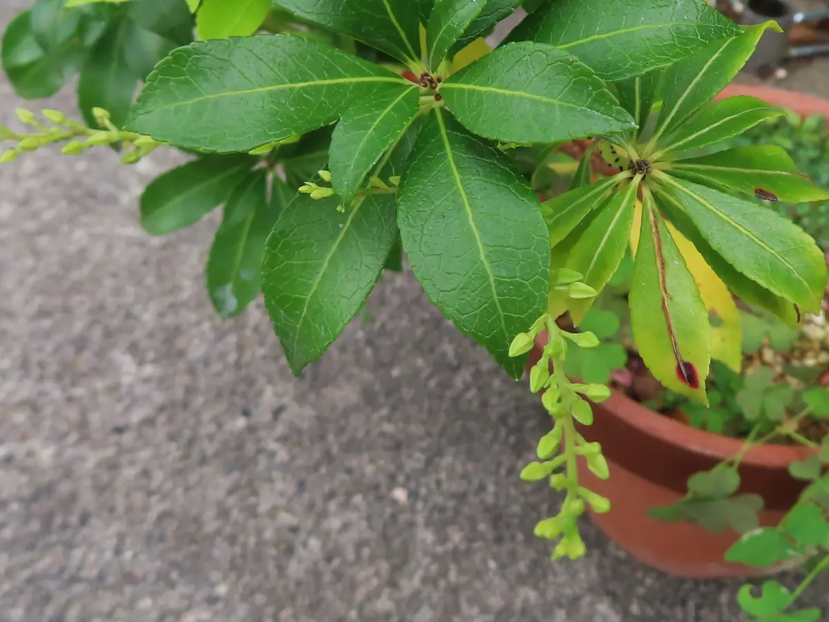 馬酔木に花芽が伸びてきた！｜園芸日記byichan｜みんなの趣味の園芸