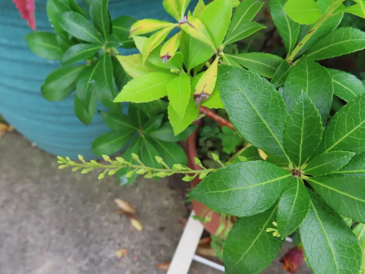 馬酔木に花芽が伸びてきた！｜園芸日記byichan｜みんなの趣味の園芸