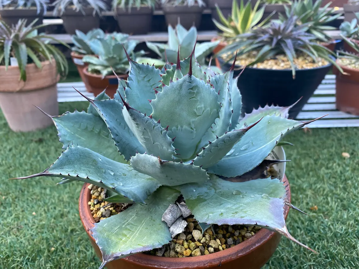 アガベ パリートランカータ、パラサナ中株 セット 【公式通販】