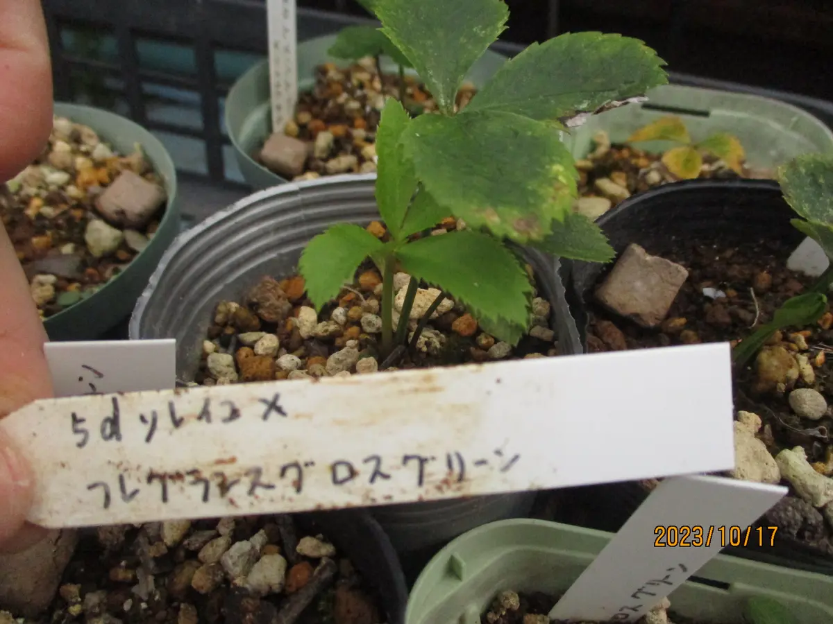 頂き物の苗で新芽展開のもの。｜園芸日記byみゆき｜みんなの趣味の園芸