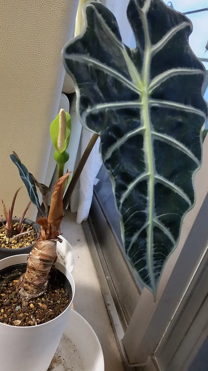アロカシアアマゾニカ｜園芸日記byblue-star｜みんなの趣味の園芸｜1133715